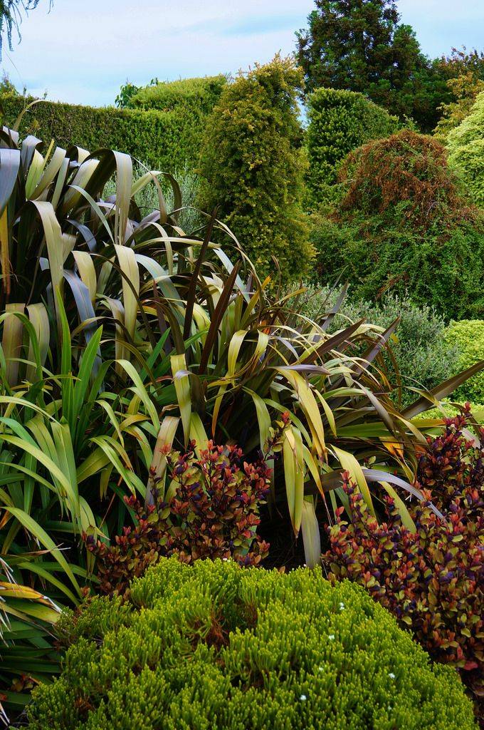 New Zealand Garden Design Echinops Garden Design
