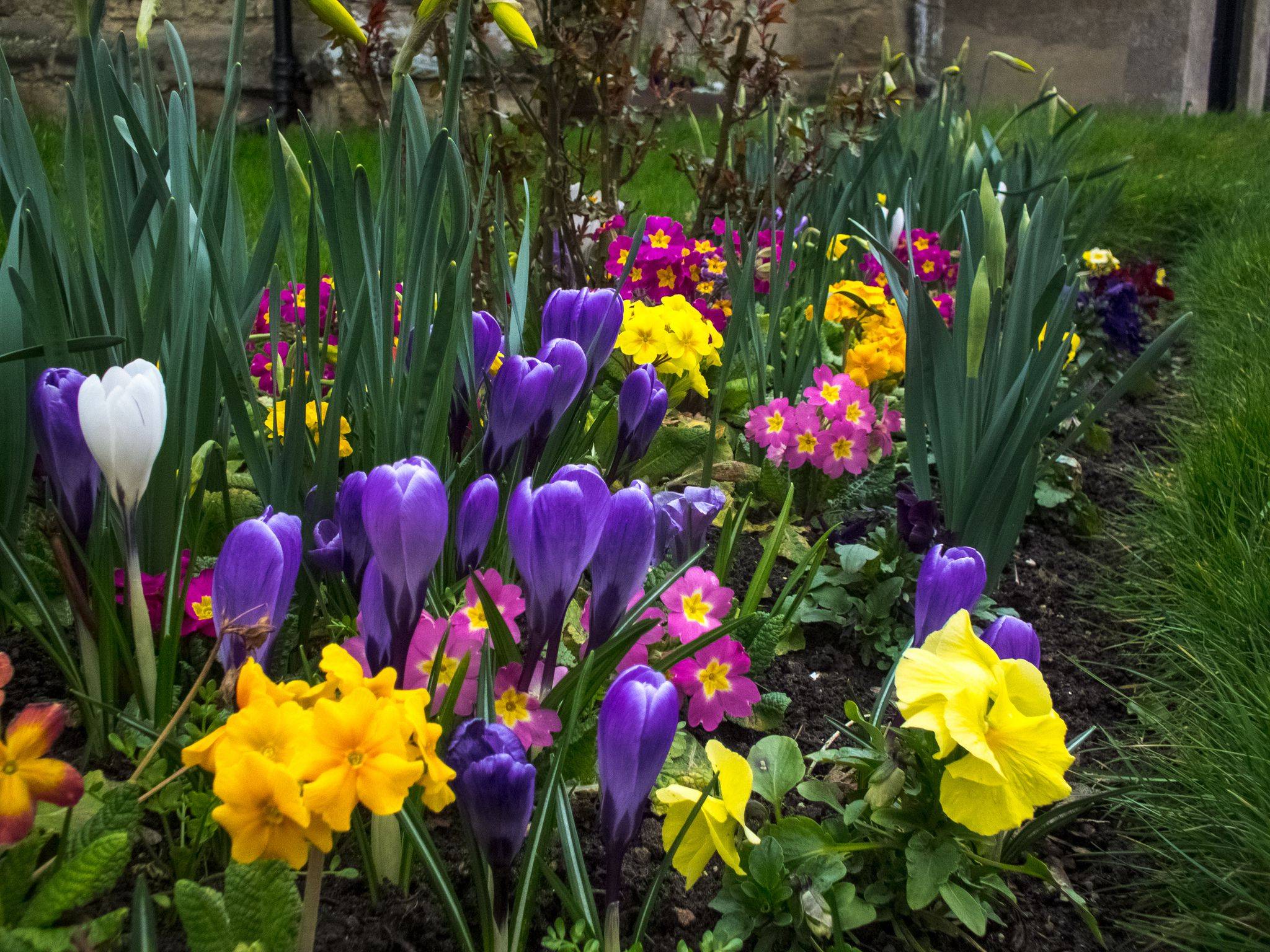 A Beautiful Spring Garden