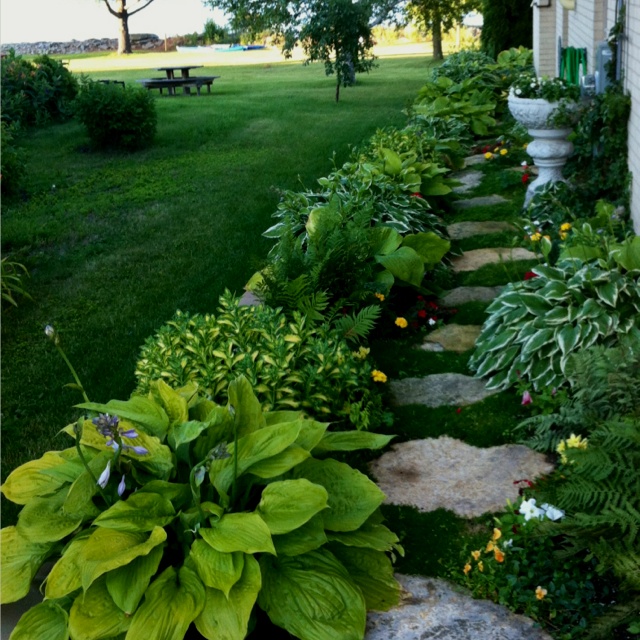 Irish Moss Sagina Subulata Pearlwort