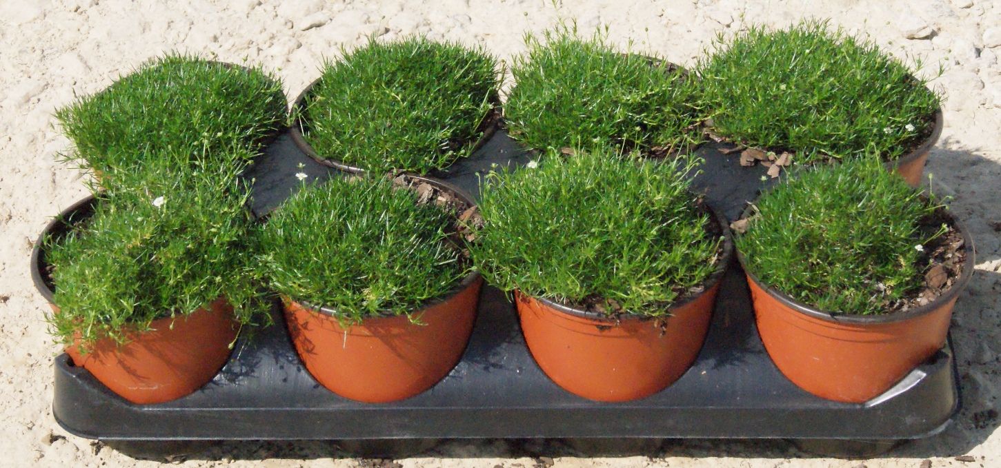 Asian Backyard Landscaping Ideas Asian Landscape Aloe