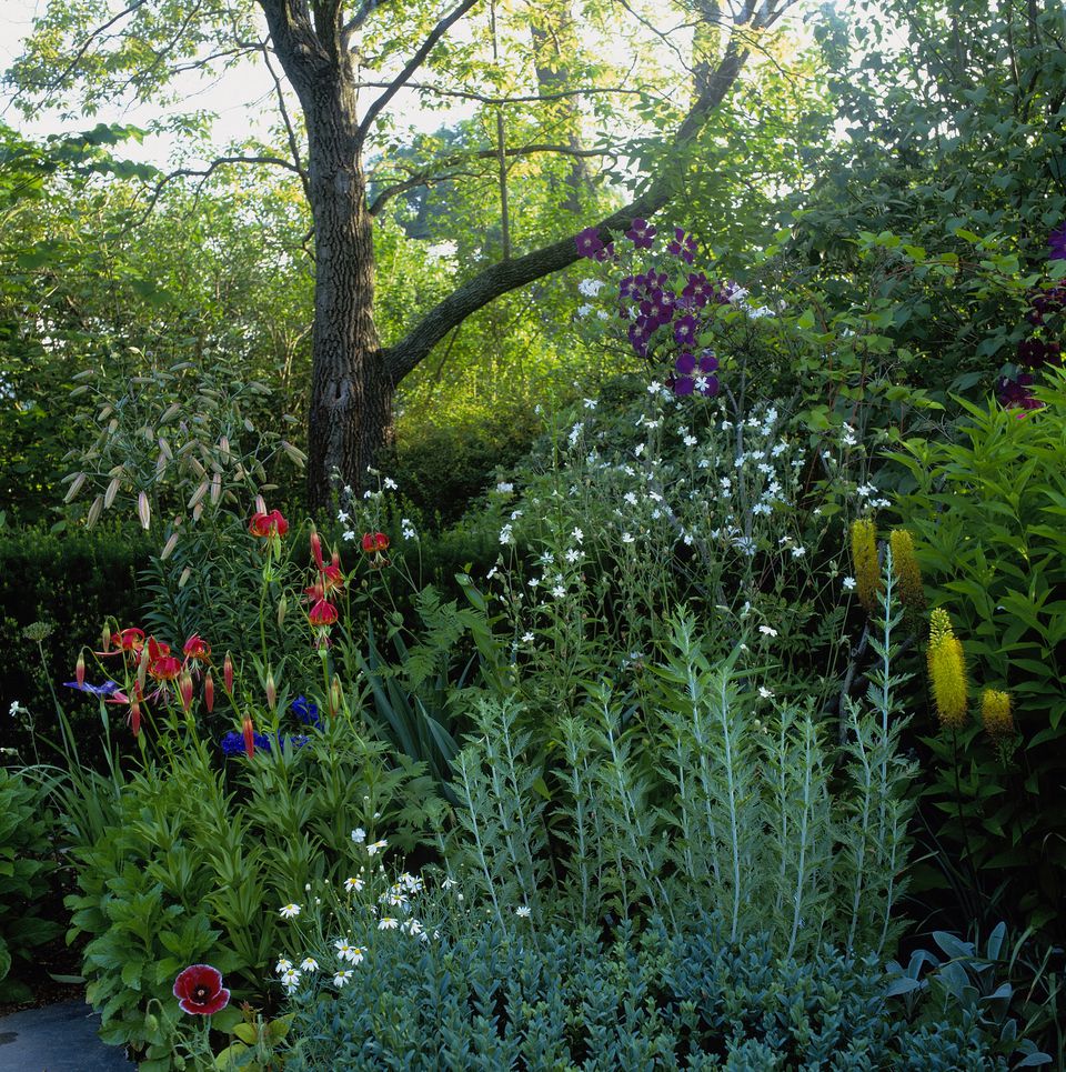 Foolproof Perennial Plants