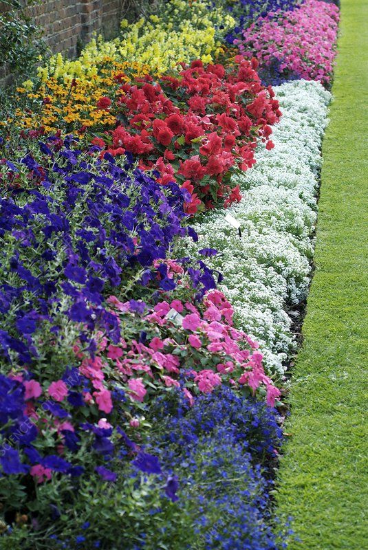 Garden Border Flowers
