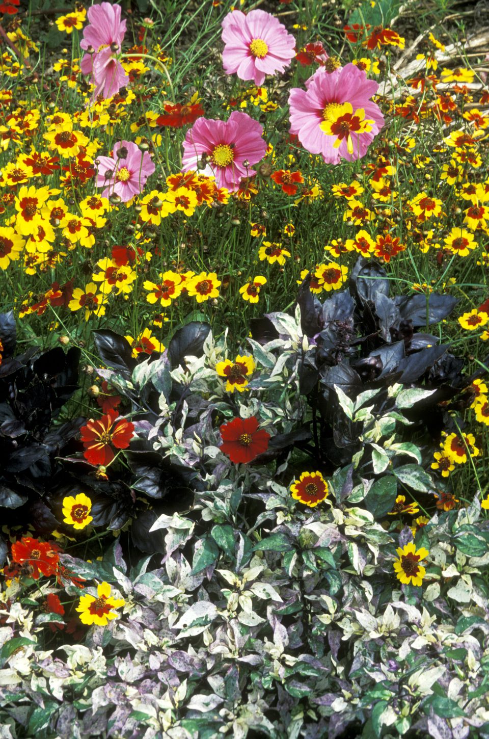 Mixed Border Stock Image B Science Photo Library