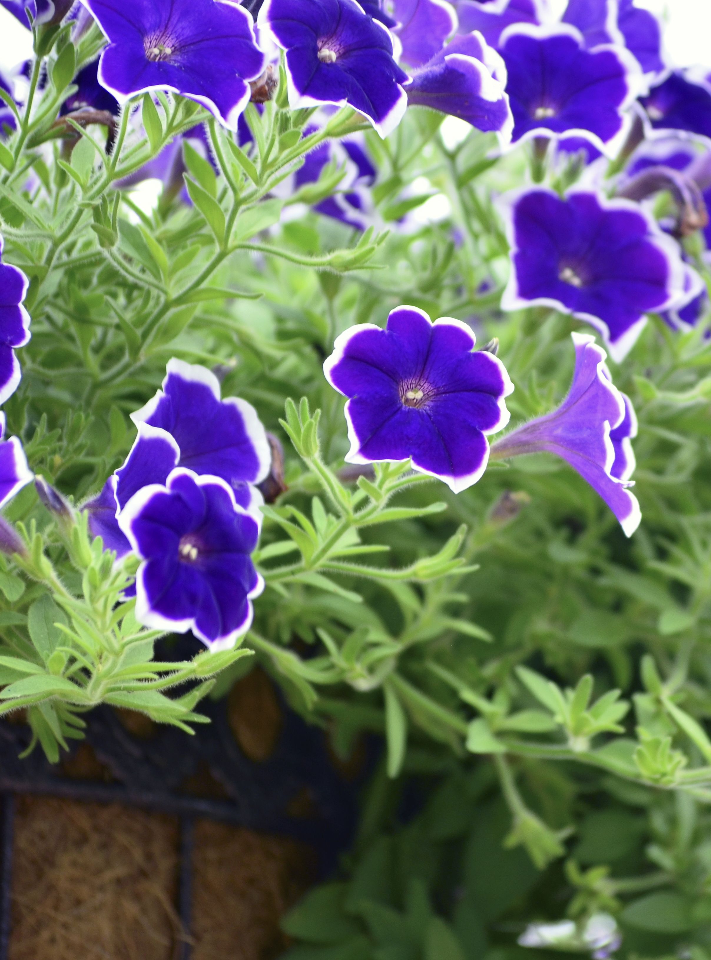 Purple And Pink Garden Design