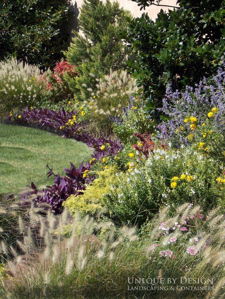 Purple Border Plants