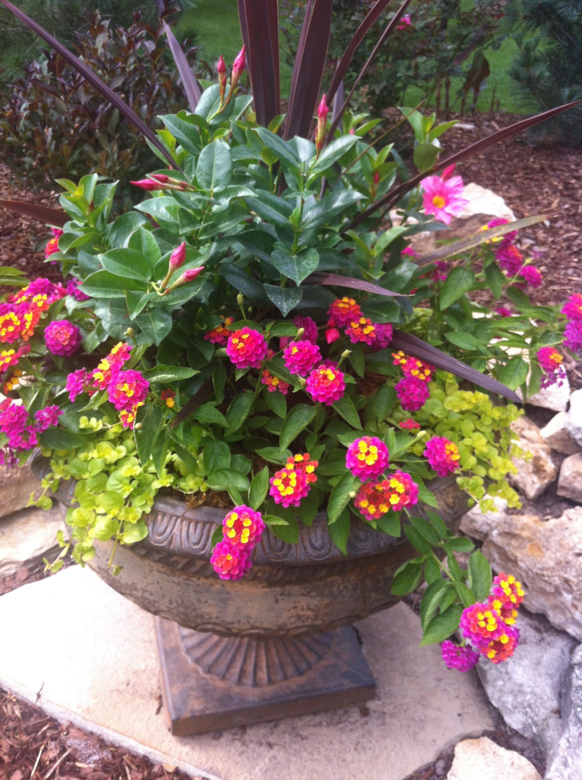 Simple Container Garden Flowers