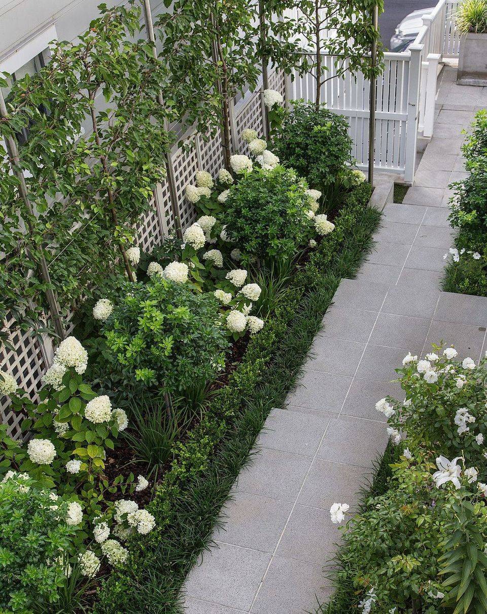 The Creeping Fig White Gardens