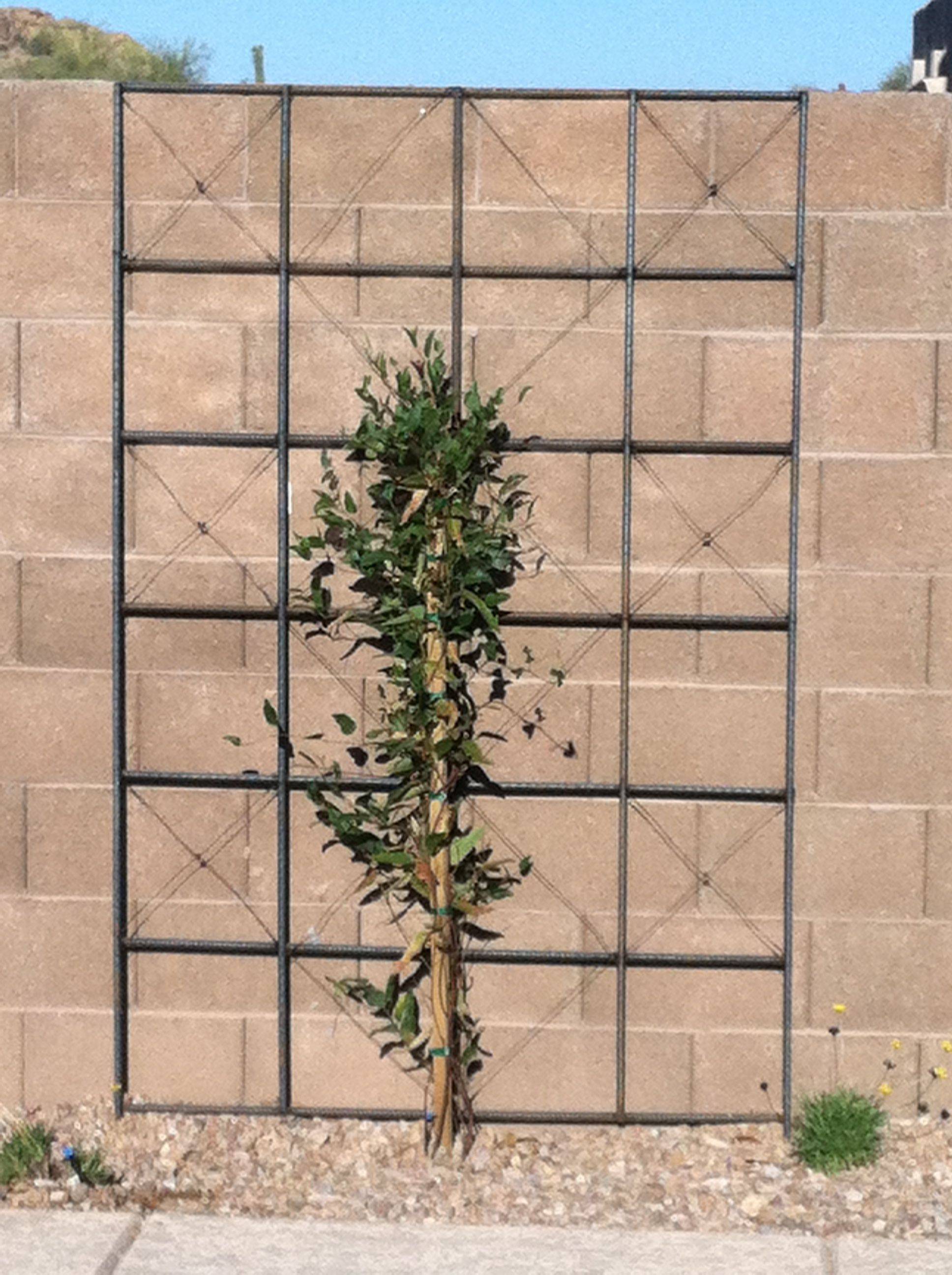 These Metal Garden Trellises