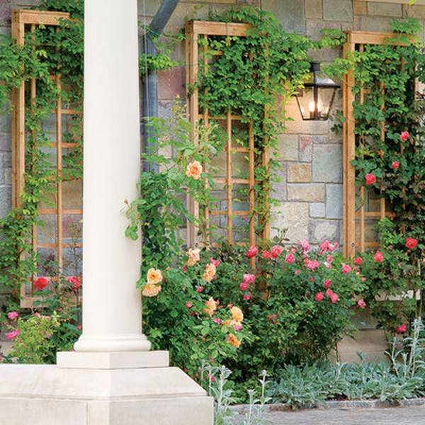 Your Garden Grape Vine