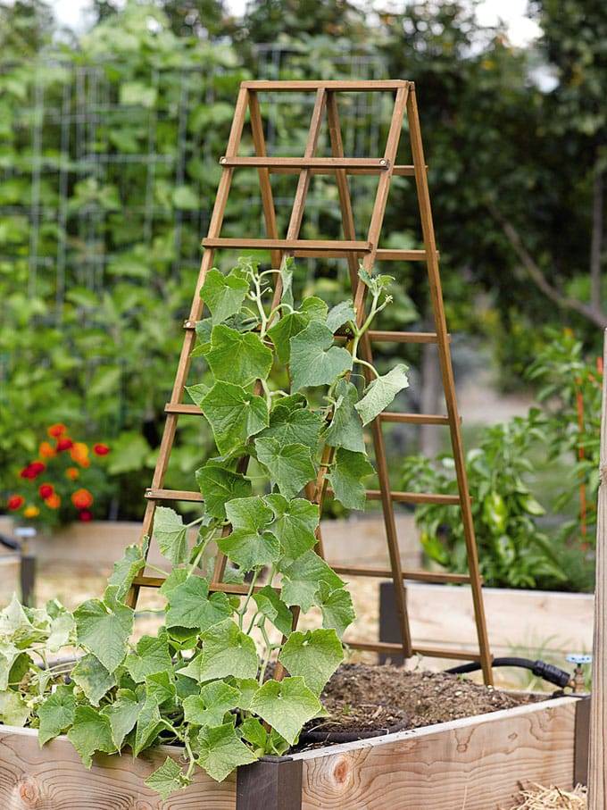 Easy Attractive Diy Cucumber Trellis Ideas