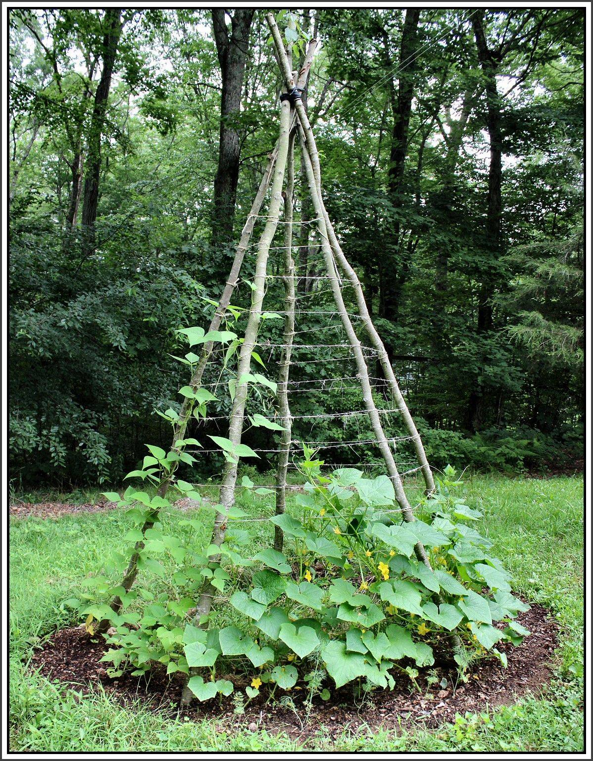Best Diy Garden Trellis Projects