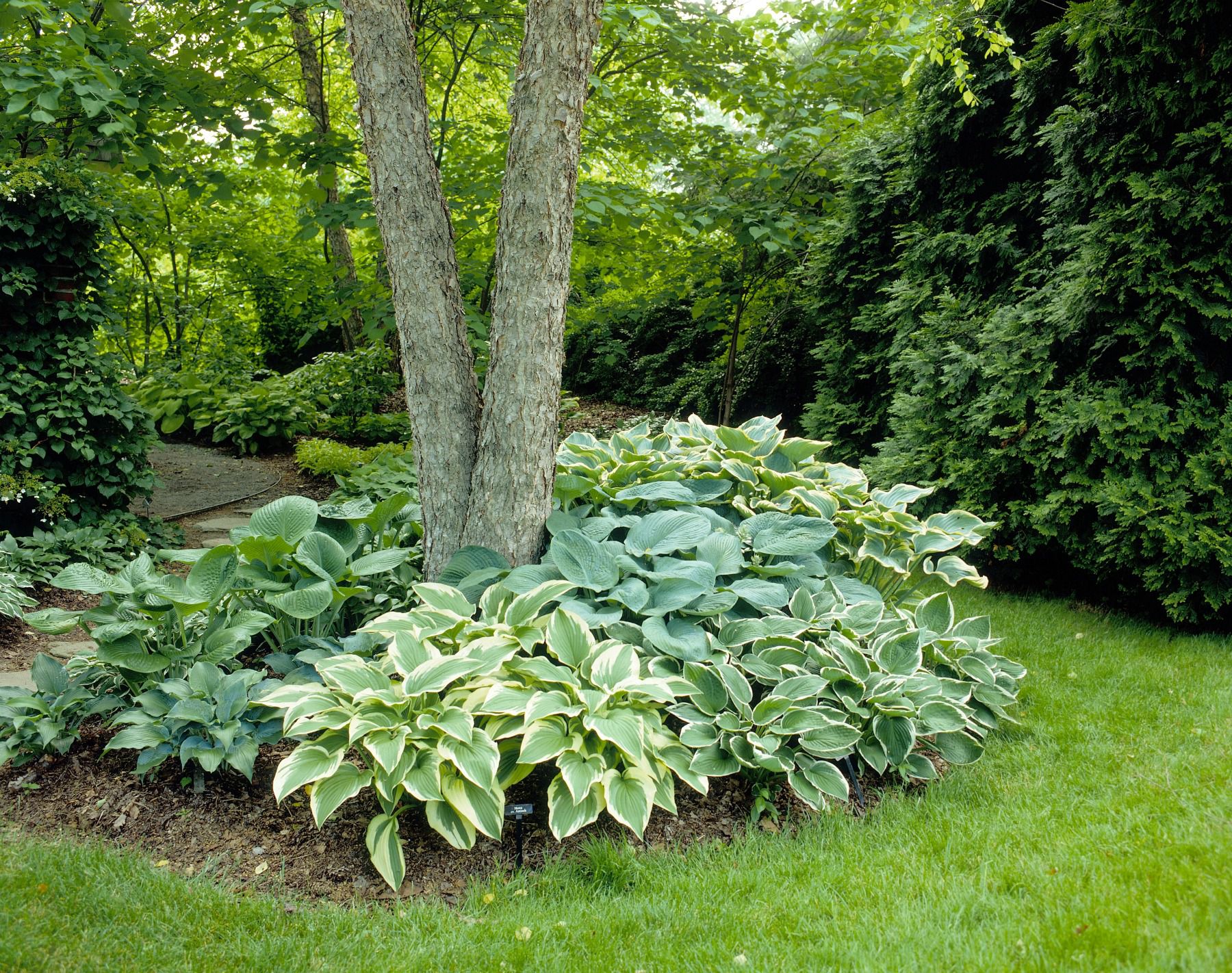 Mediterranean Garden Design