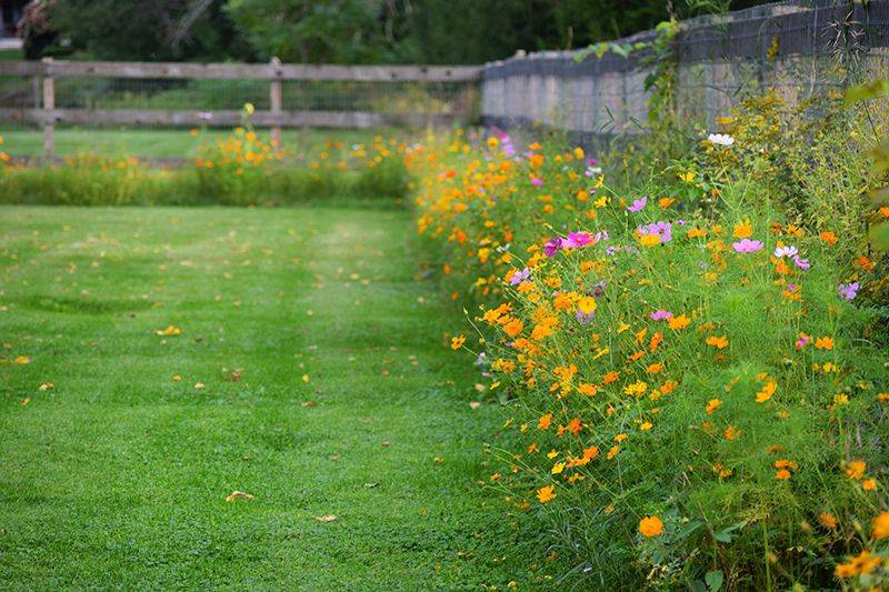Summer Flower Garden Border Ideas