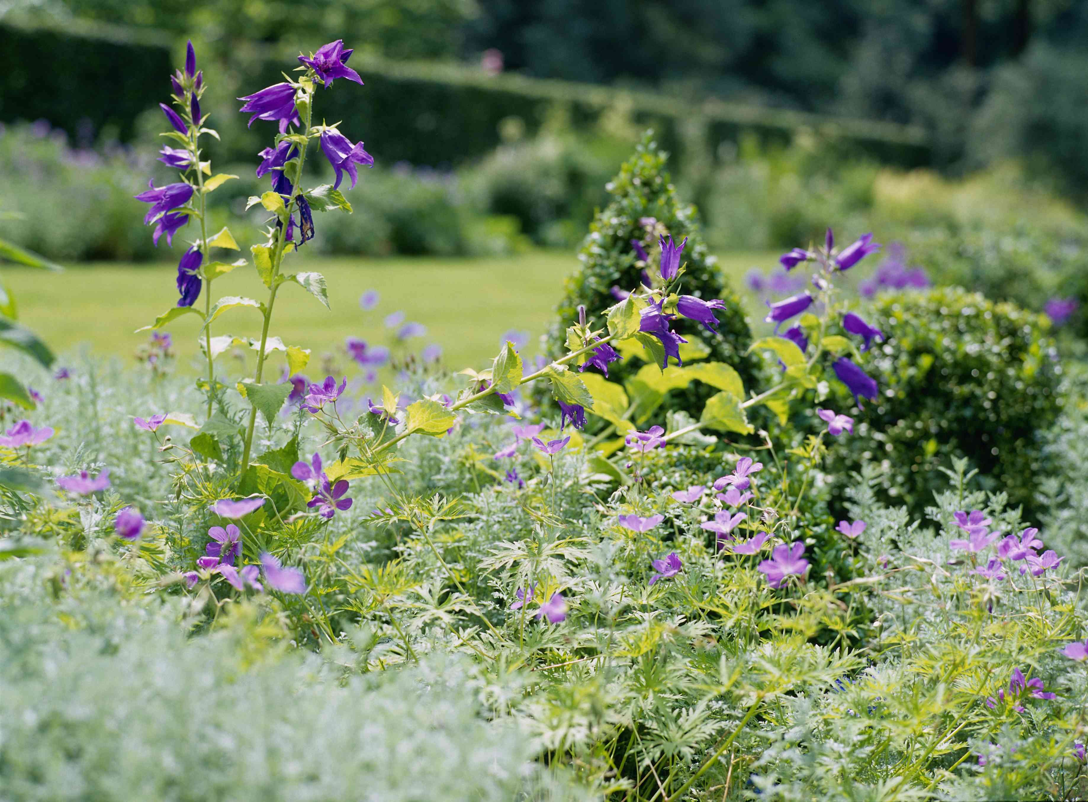 Wildflower Garden Ideas