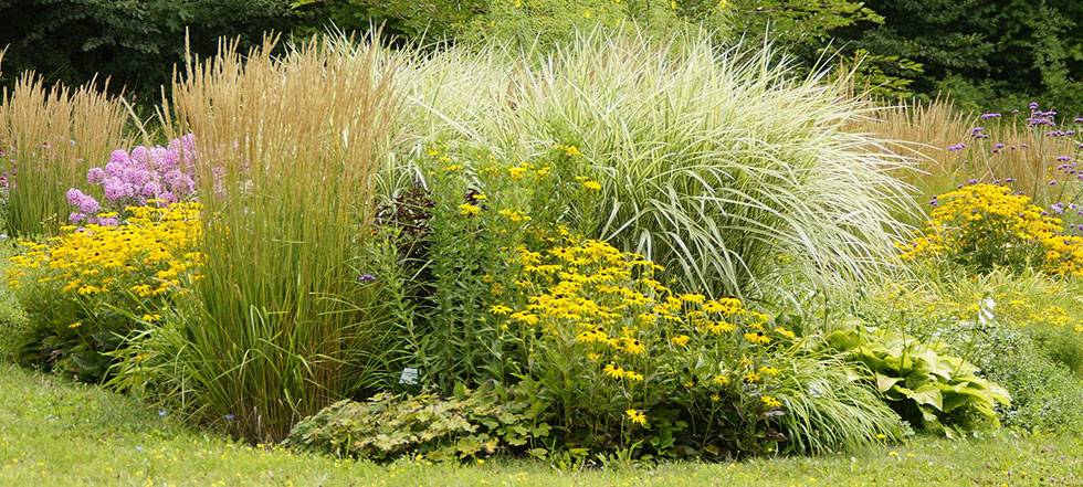 Border Ornamental Grass Landscape