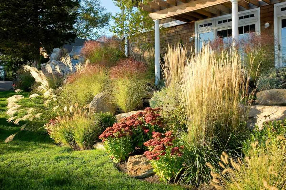 Favorite Ornamental Grasses