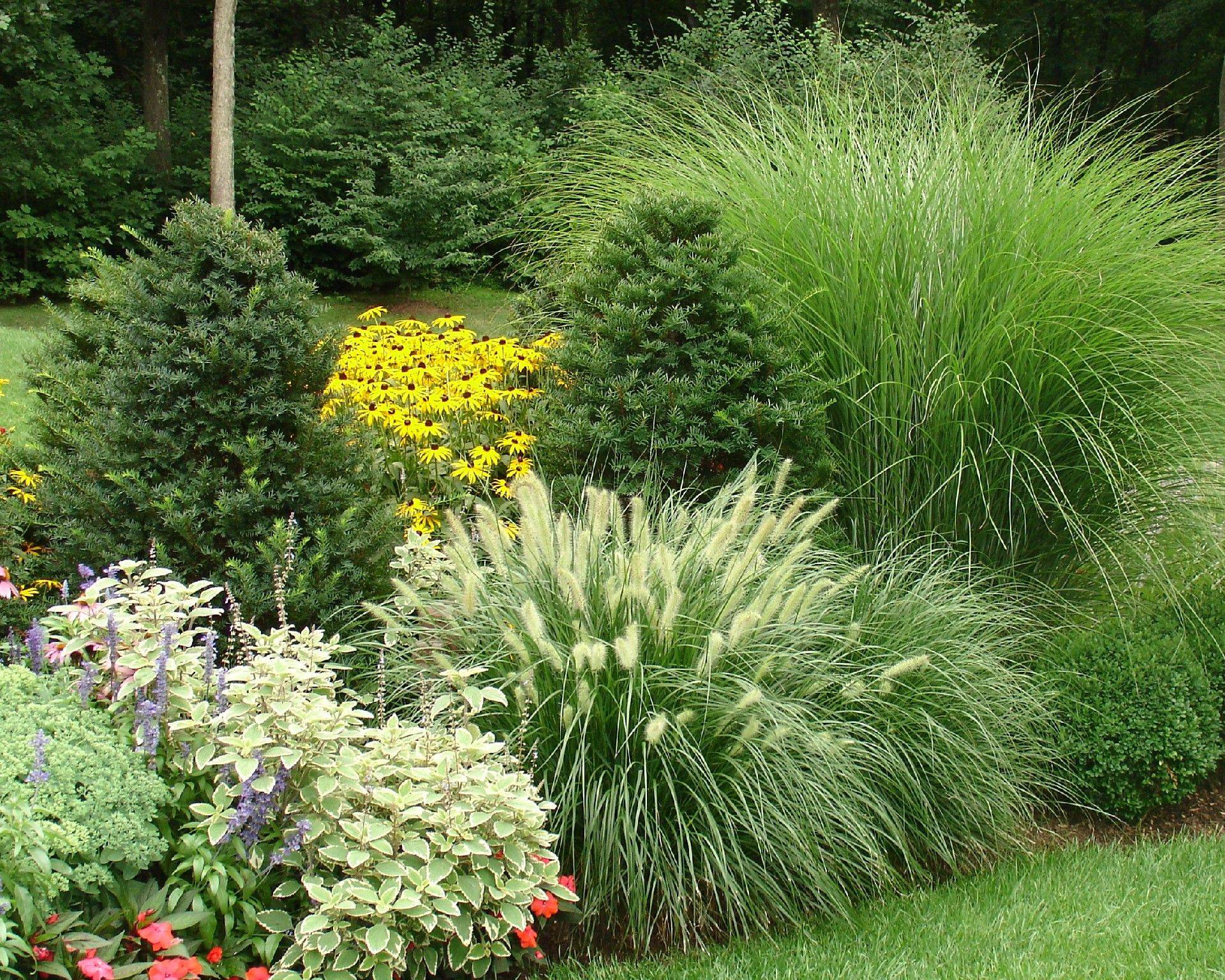 Ornamental Grass Border Ornamental Grass Landscape