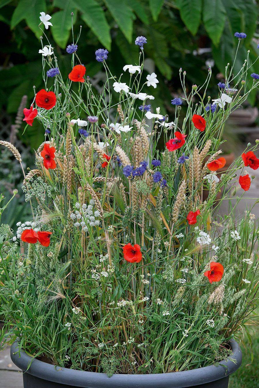 My Dreams Romantic Garden Designs Ideas