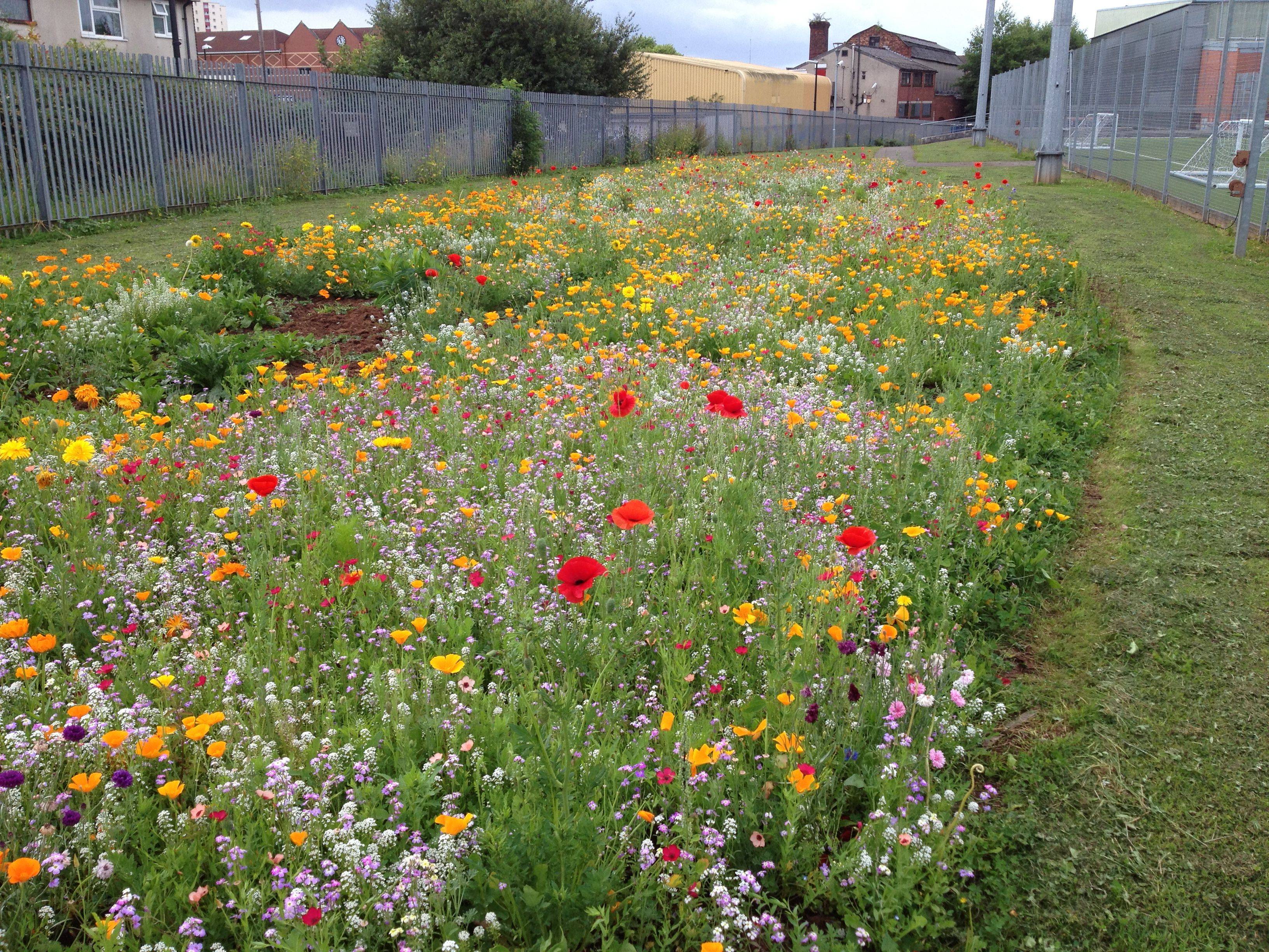 Meadow Great Britain Wildflower Garden