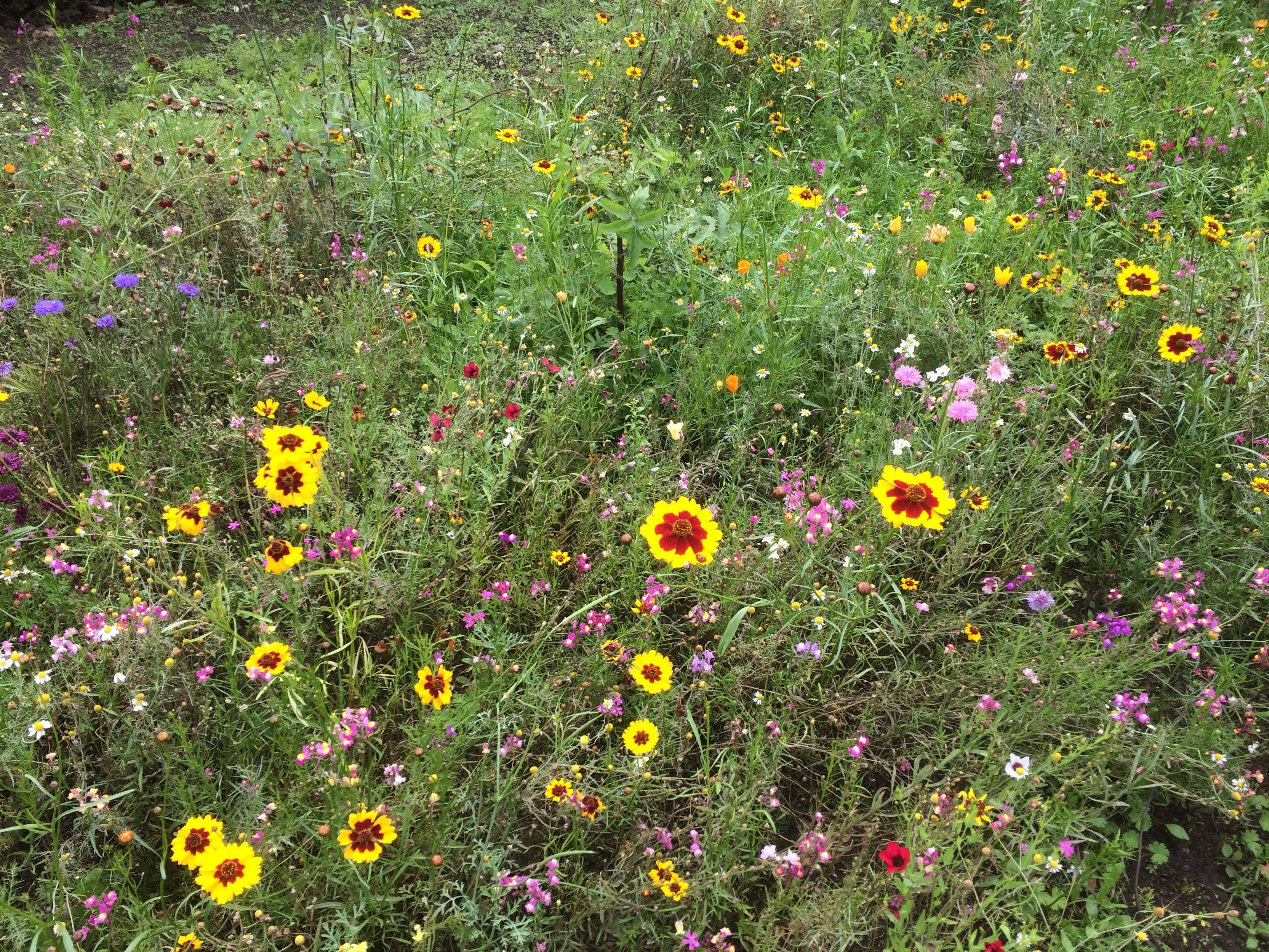 Garden Planning Wild Flower Meadow