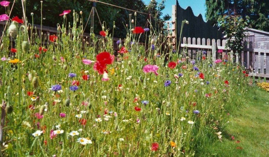 Wildflower Garden