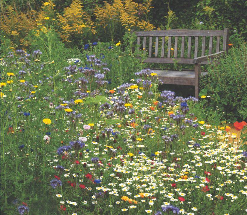 Wildflower Garden Ideas