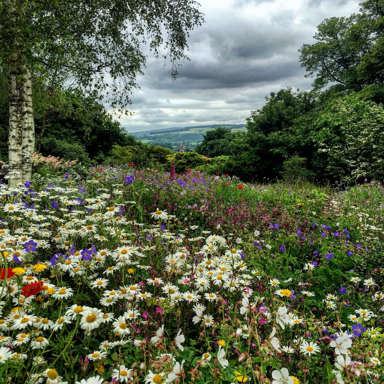 Wild Flower Meadow