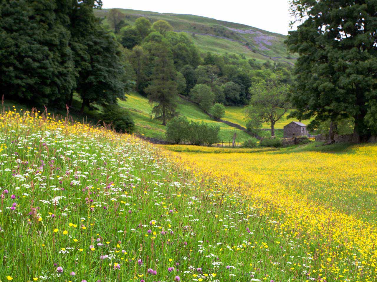 Wild Flower Meadow