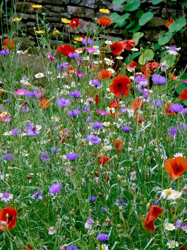 Wildflower Turf Tunbridge Wells