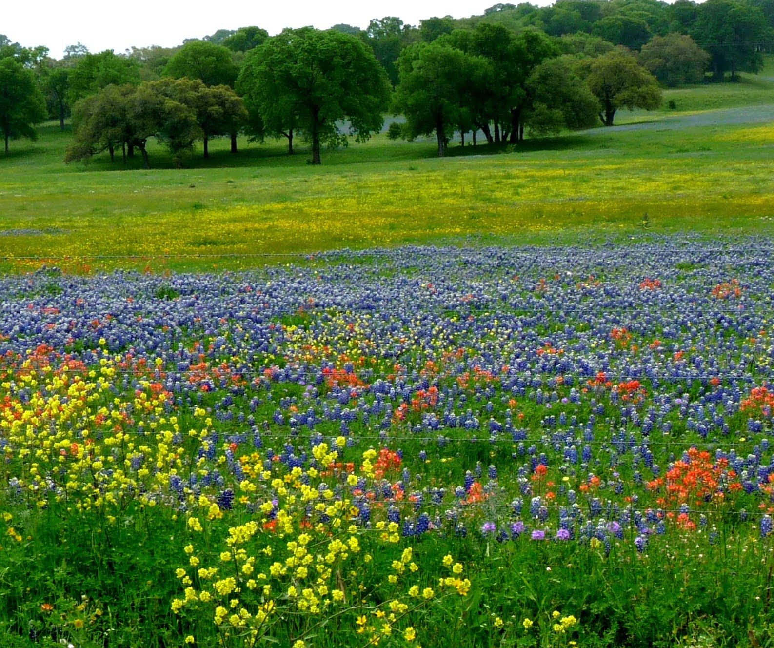 The Meadow Wildflower Garden