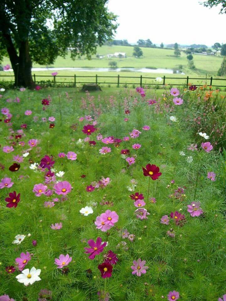 Your Backyard Httpsdecorismeco