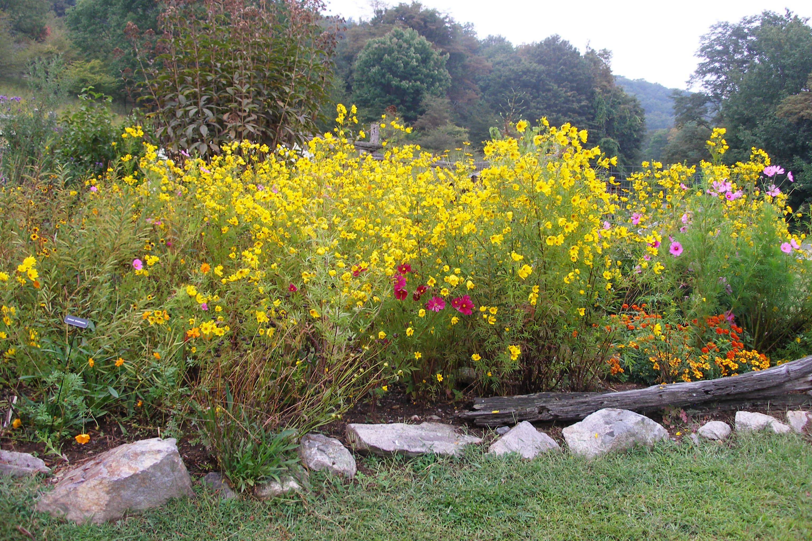 Raised Bed Wildflower Garden Wildflower Garden