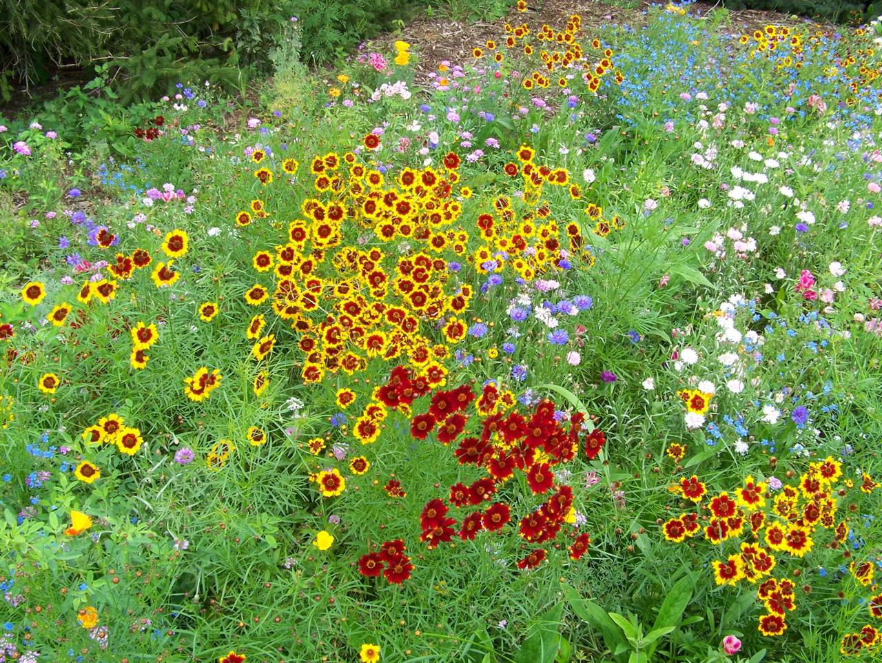 Wild Flower Garden Ideas
