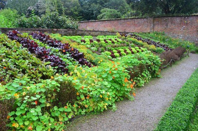 Beautiful Urban Permaculture Garden Example