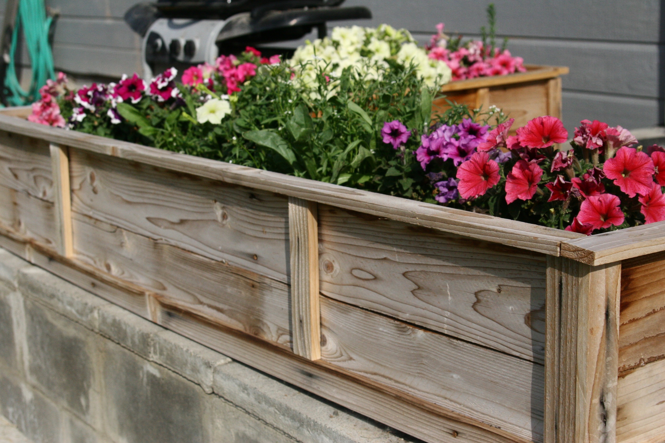 A Raised Bed Garden