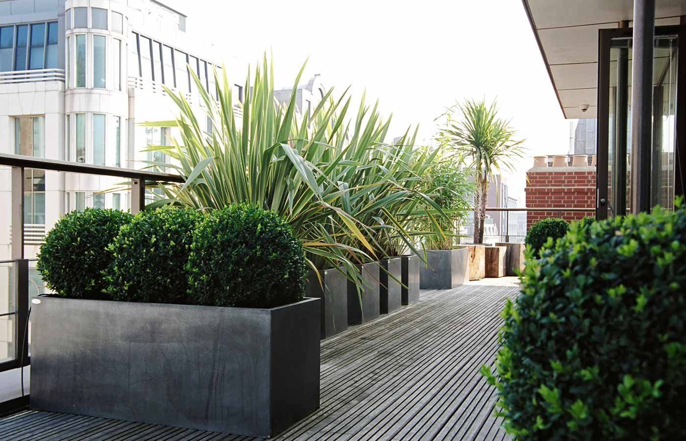16 Roof Garden Trees Ideas Worth a Look | SharonSable