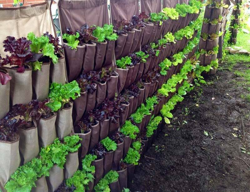 Unusual Vegetable Garden Ideas