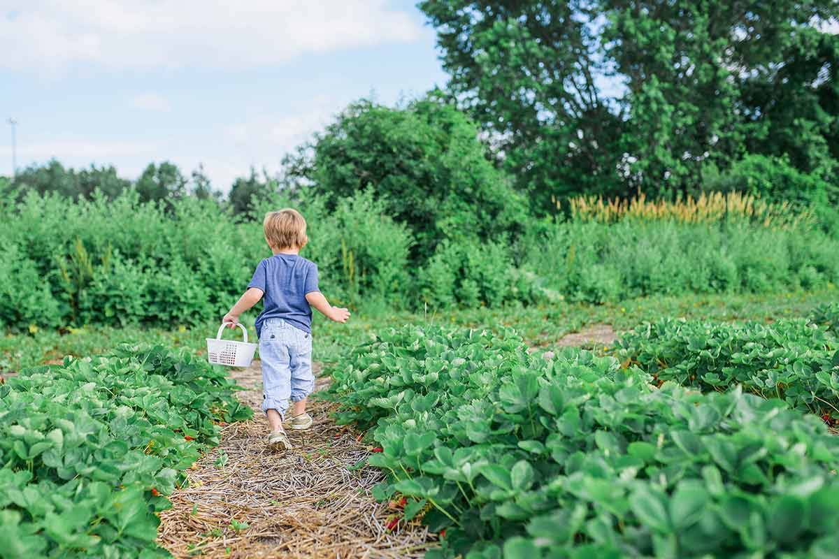 19 Urban Vegetable Garden Ideas You Should Check SharonSable