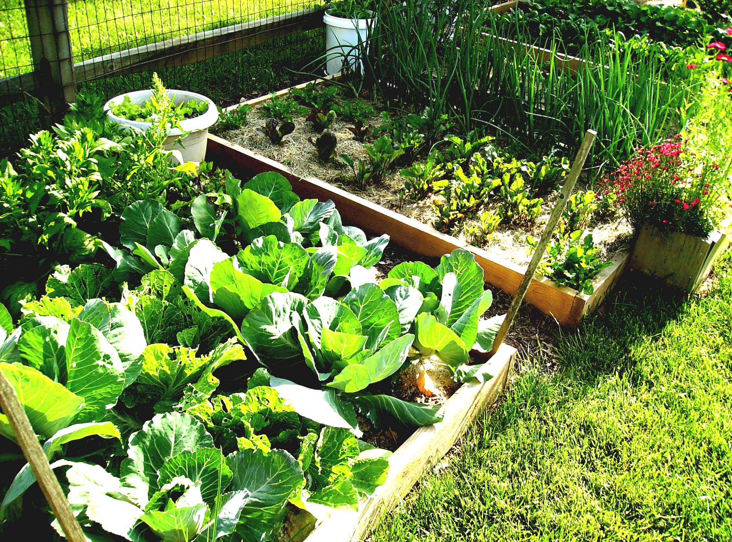 19 Urban Vegetable Garden Ideas You Should Check SharonSable