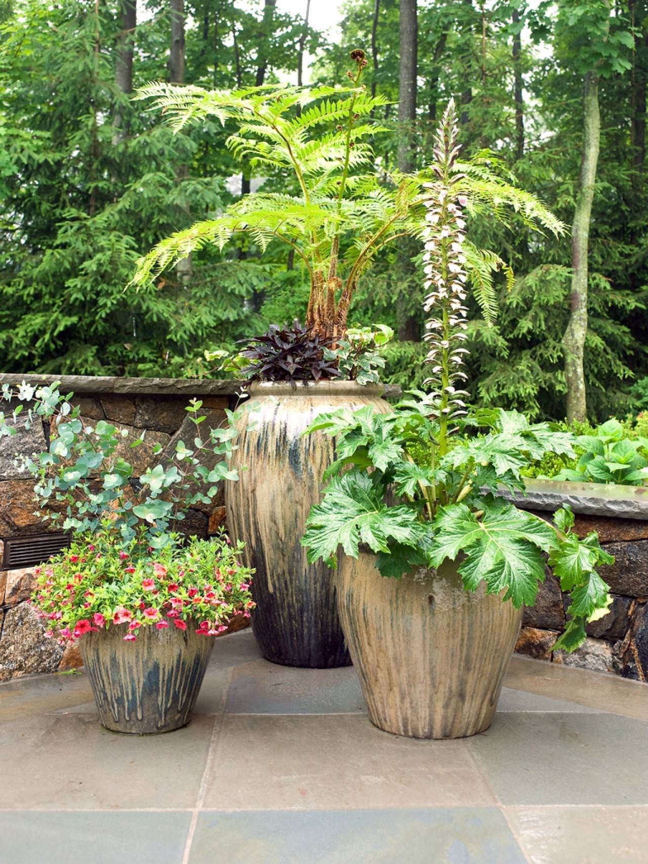 Easy Climbing Plants