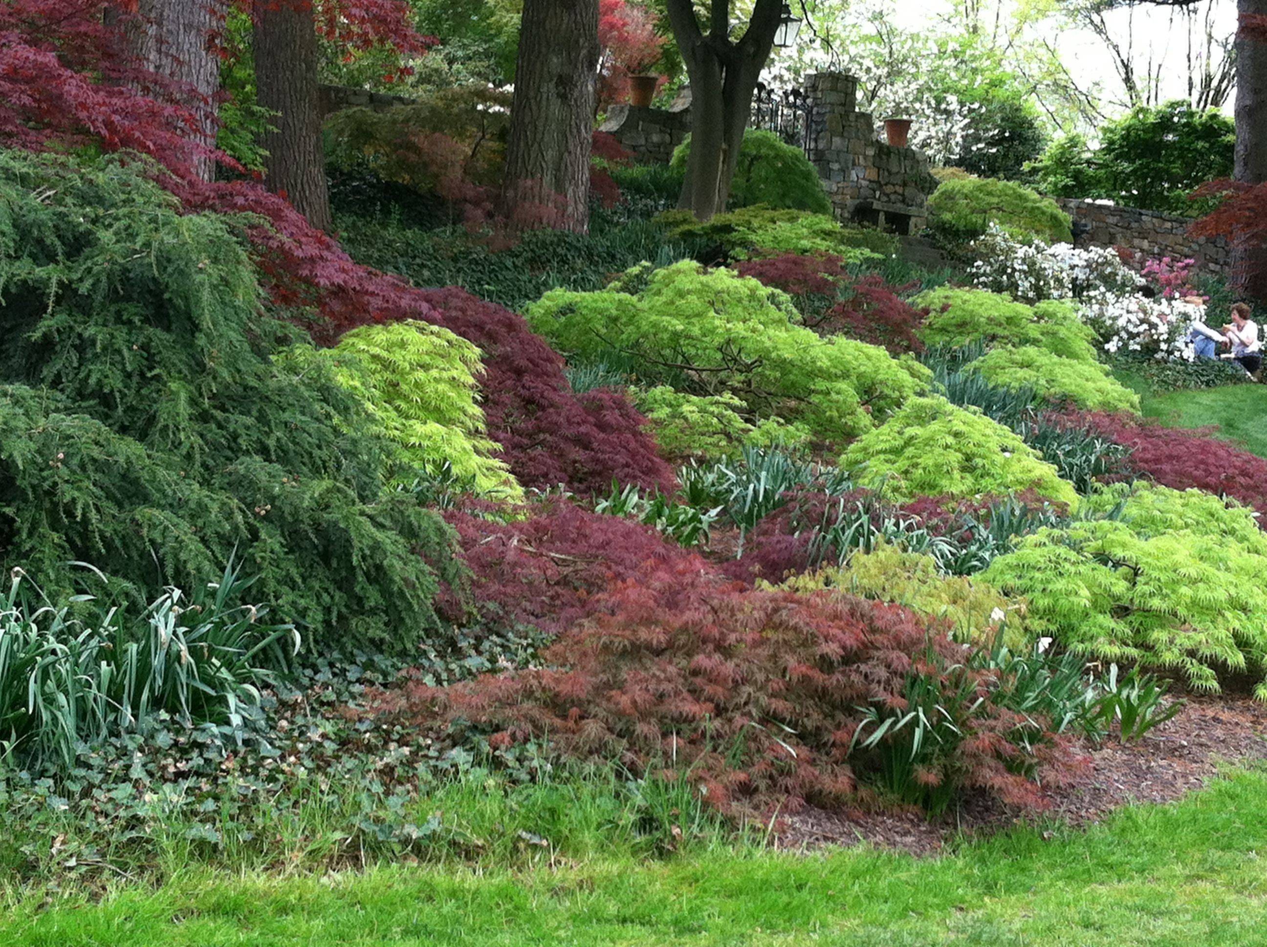 Beautiful Fall Japanese Maples Topiary Gardens