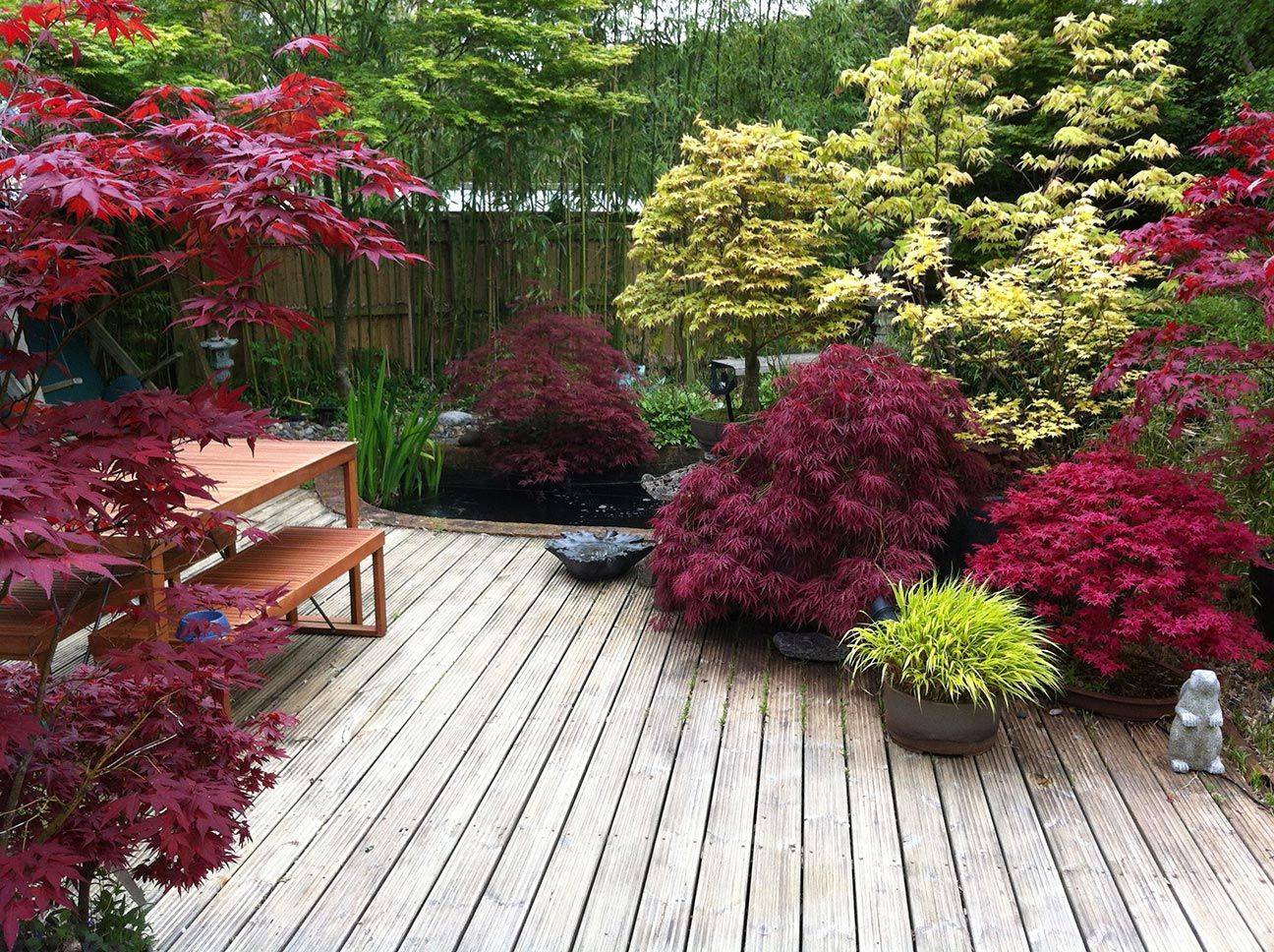 Beautiful Japanese Maples