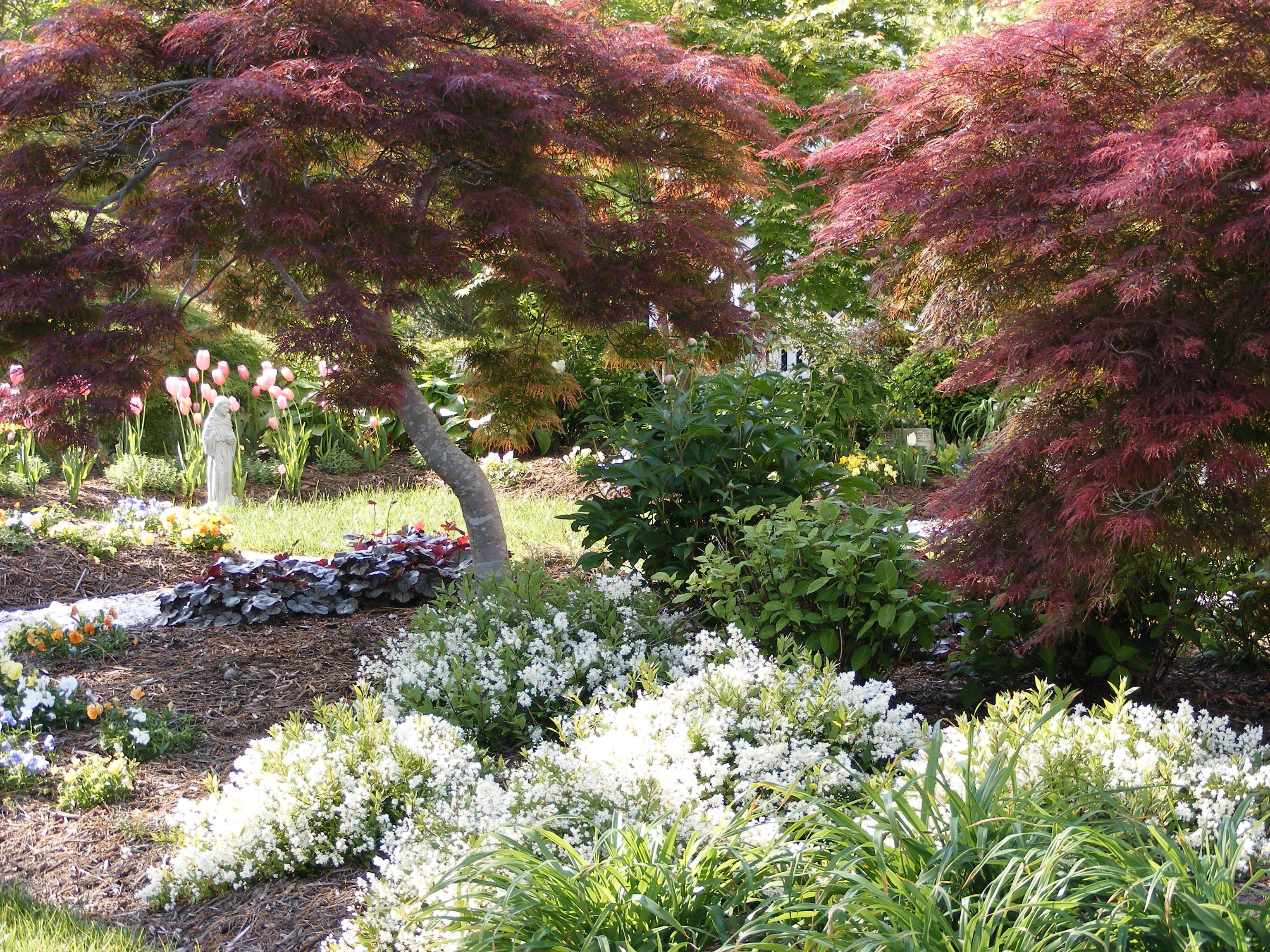Brighter Lighter Red And Quite Dwarf Japanese Maple Garden