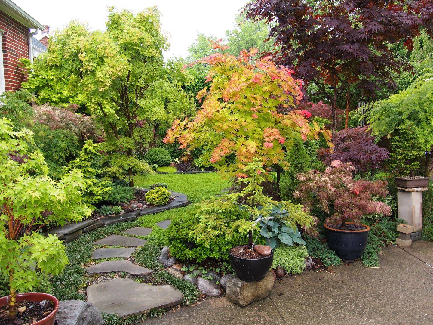 Containerplanted Japanese Maple