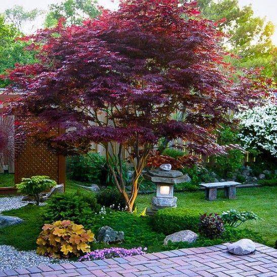 Front Japanese Maple Garden Design
