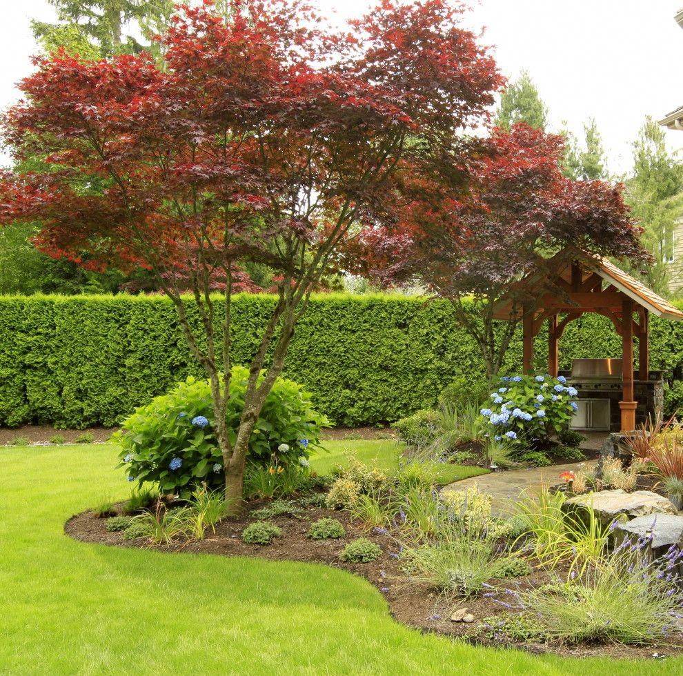A Dwarf Japanese Maple