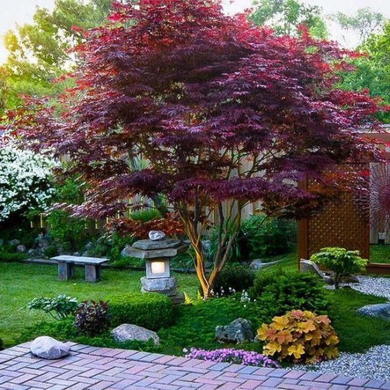 A Dwarf Japanese Maple