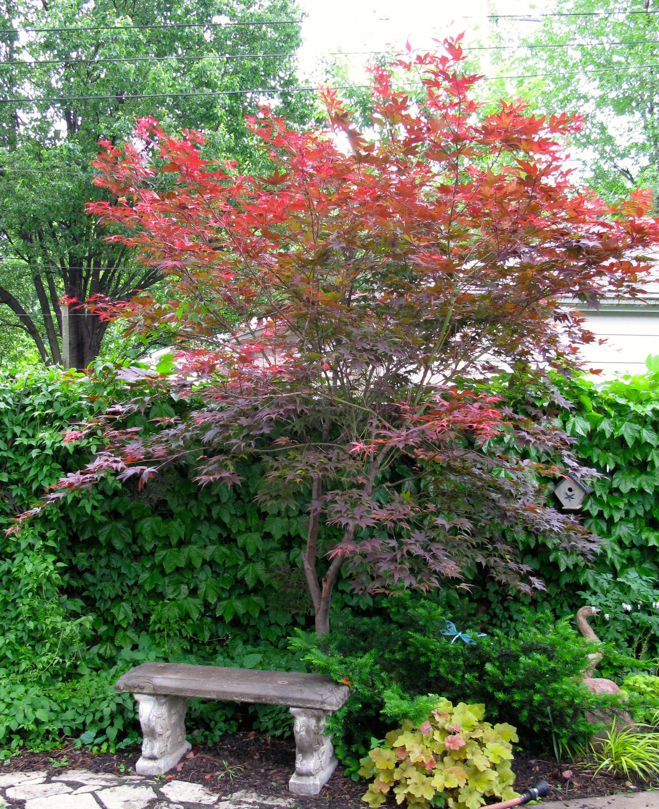 Japanese Maple I Want One Even Better That It Can Be Contained And