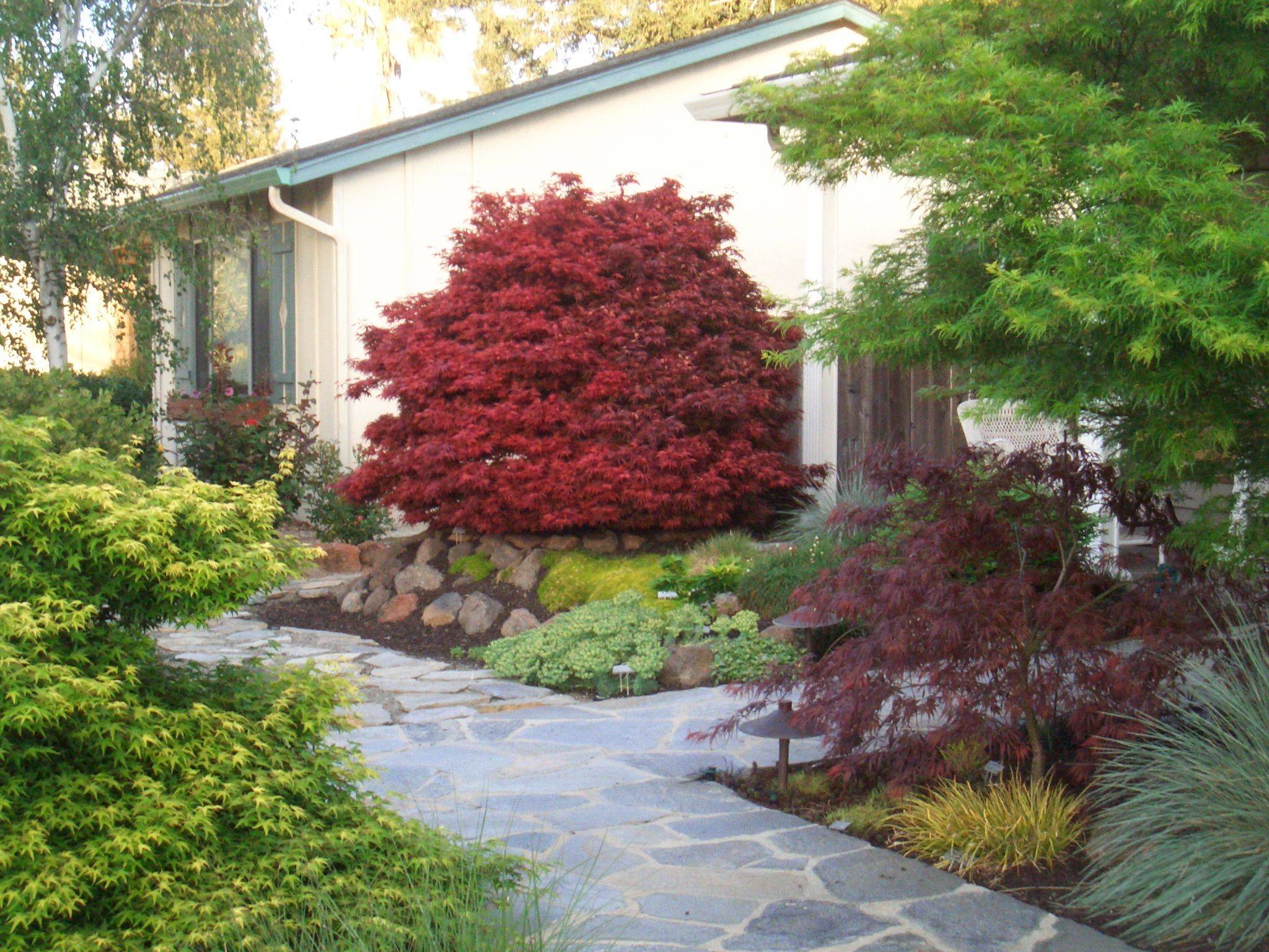Japanese Maple
