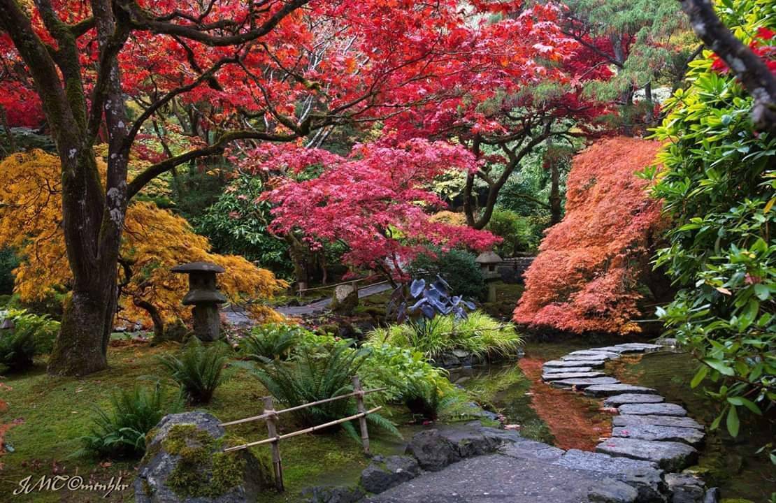 Japanese Maple Seating Area